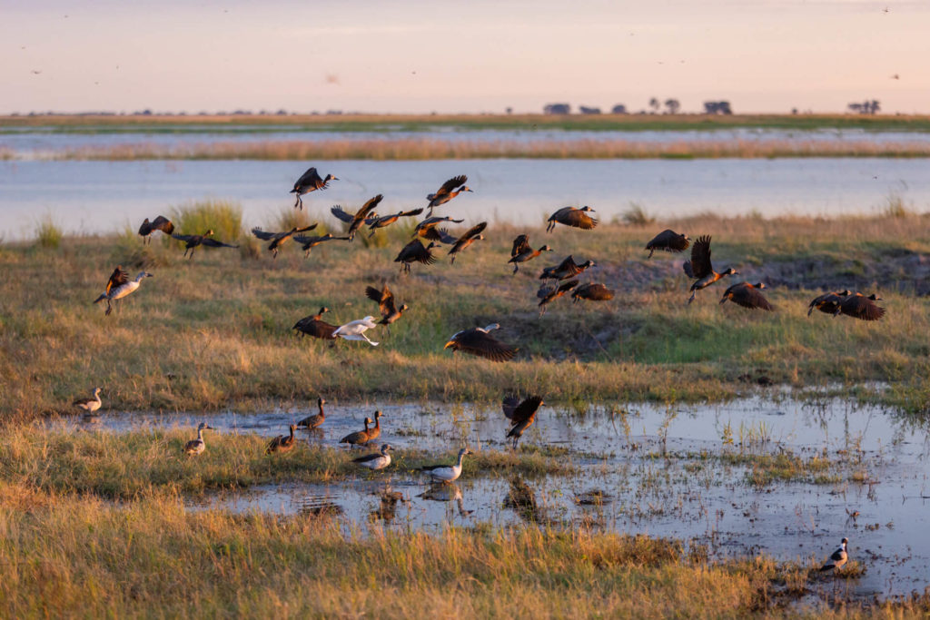 TsowaSafariIsland_Experiences_Chobe_Whistling-ducks-banner TsowaSafariIsland_Experiences_Chobe_Whistling-ducks-banner