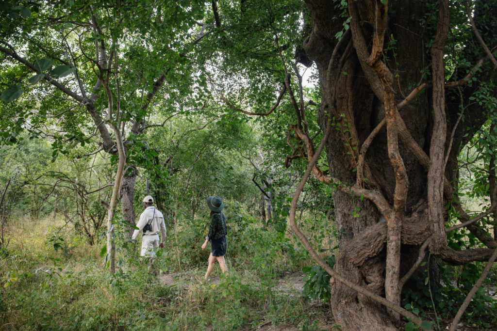 TsowaSafariIsland_Experiences_IslandWalk_path-banner TsowaSafariIsland_Experiences_IslandWalk_path-banner