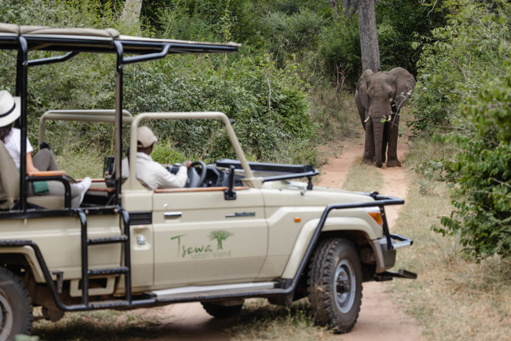 TsowaSafariIsland_Experiences_SafariDrives_elephant-banner TsowaSafariIsland_Experiences_SafariDrives_elephant-banner