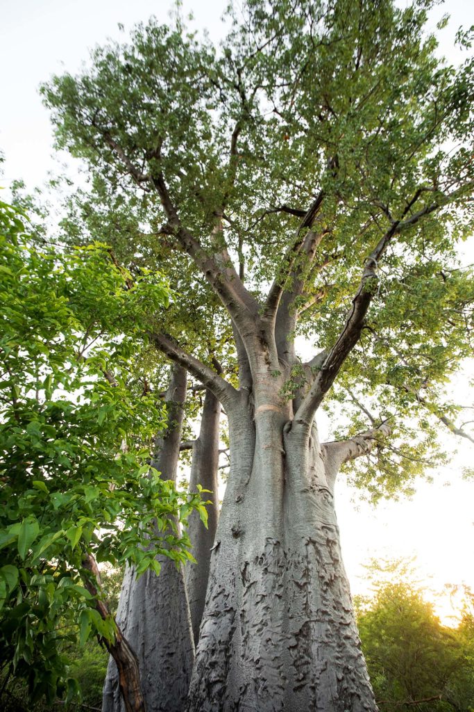 The Baobab
