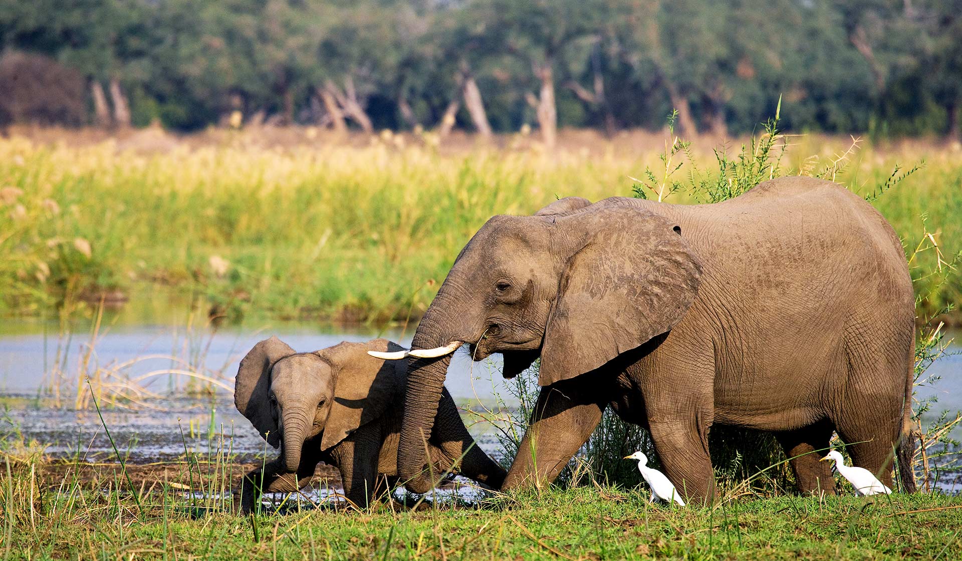 Tsowa Safari Island - Zambezi National park