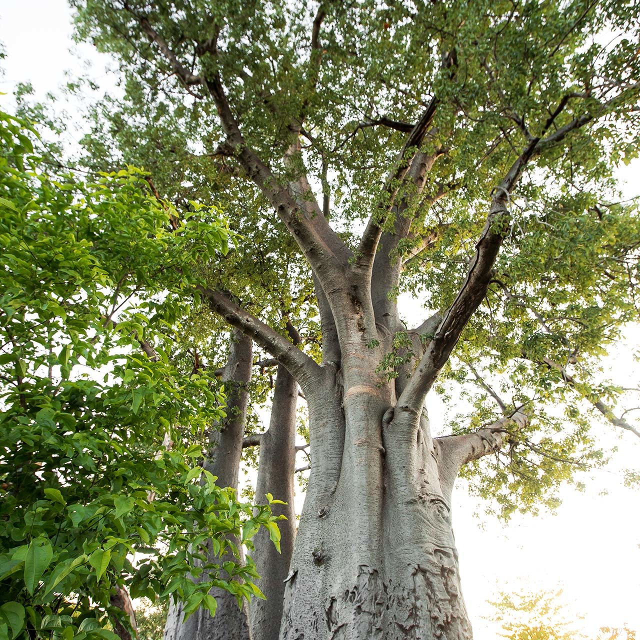 The Baobab