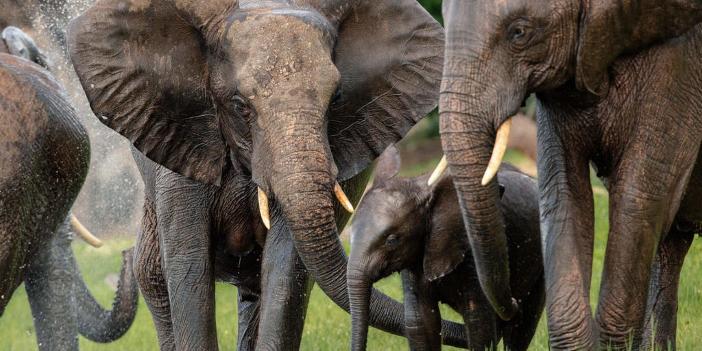 TsowaSafariIsland_Gallery_Elephants