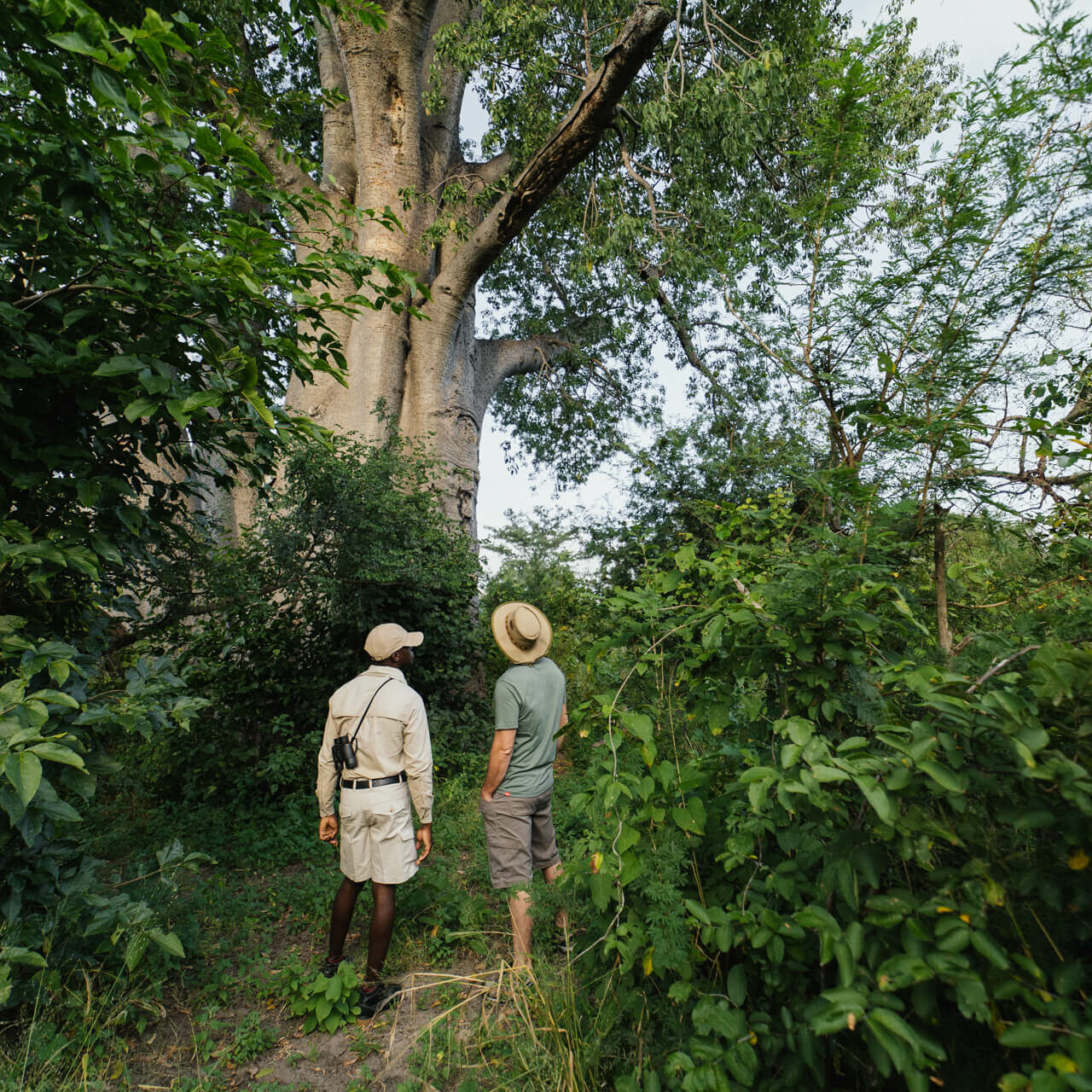 TsowaSafariIsland_HomePage_Baobab-trees